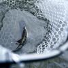 imageKastKing Brutus Fishing Net Foldable Extendable Fish Landing Net Lightweight ampamp Portable Fishing Net with Soft EVA Foam Handle Holds up to 44lbs20KG FishFriendly Mesh for a Safe ReleaseD Silicone net  Hoop Size 15 12 7not extendable